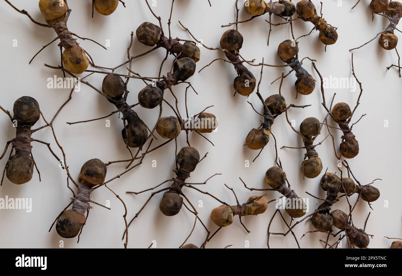 Un'immagine di una scultura di formiche multiple in mostra al Rijksmuseum, come parte della mostra Creepy crawlies. Foto Stock