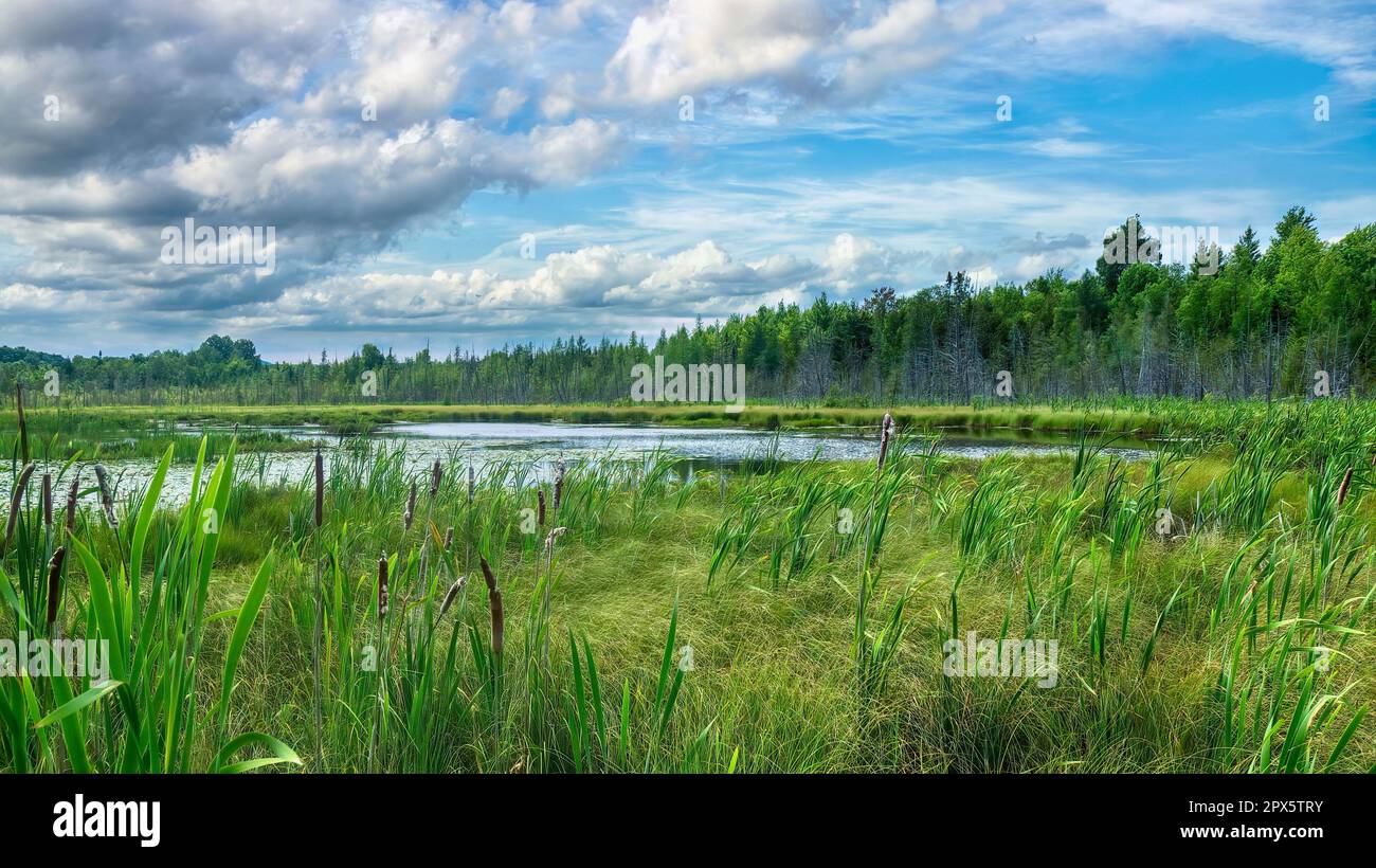 Un laghetto alimentato da ruscello circondato da zone umide naturali e foreste nei paesi orientali del Quebec meridionale, Canada. Foto Stock