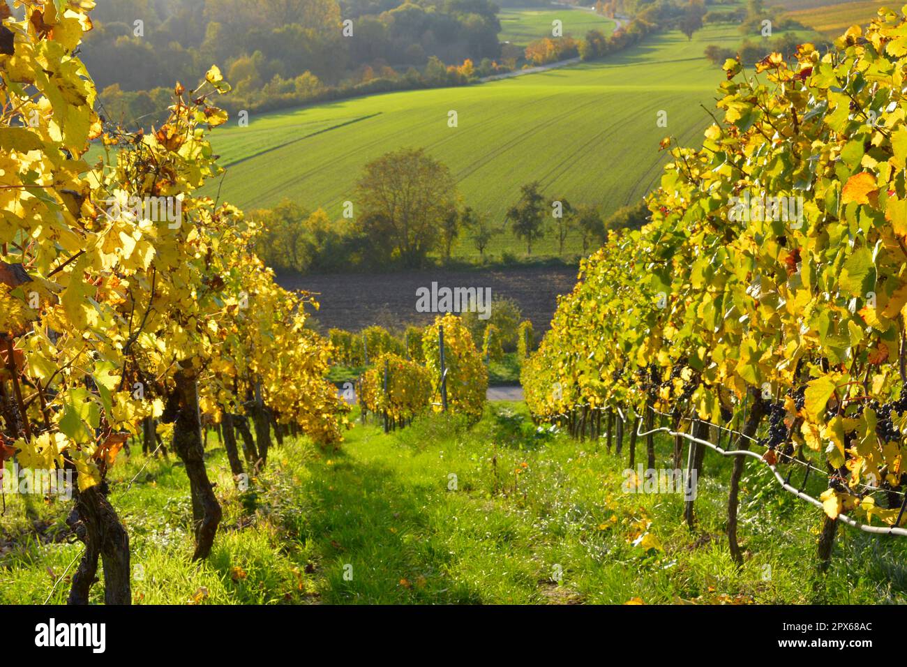 BW. Vicino a Kuernbach colorati vigneti in autunno, vino e paesaggio campo, regione Kraichgau Foto Stock