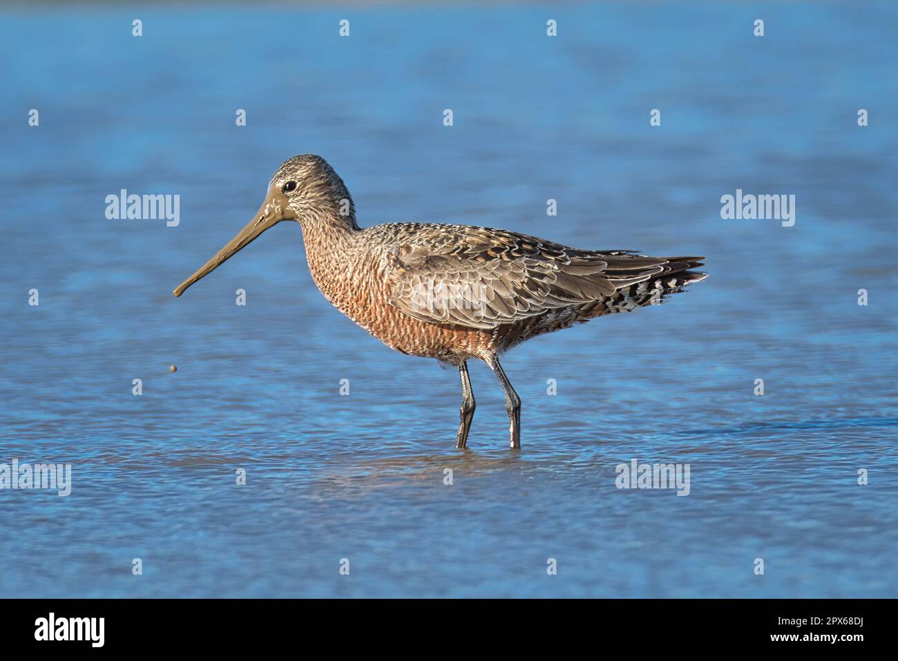 Hudsonian Godwit con Muddy Bill Foto Stock