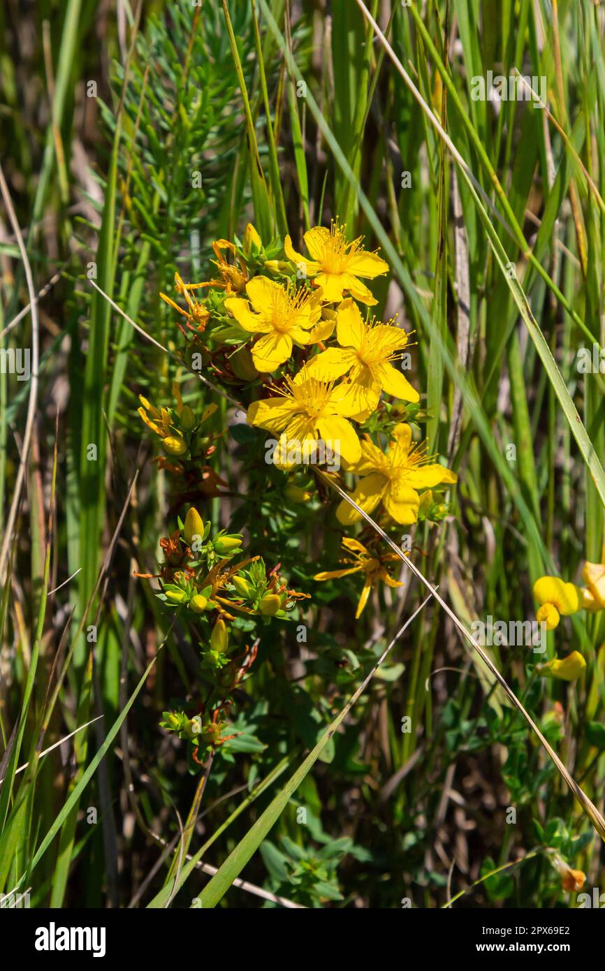 Un primo piano della fioritura herb ipericum Hypericum perforatum. Foto Stock