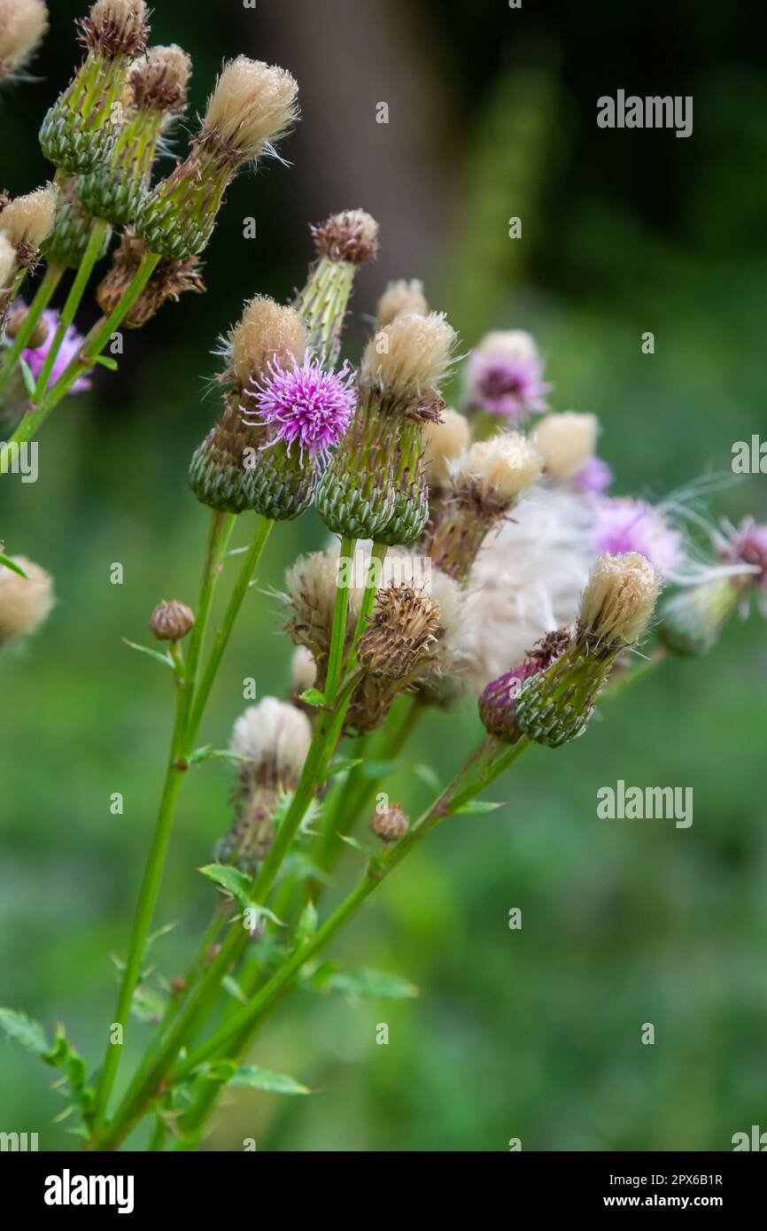 Fioritura cardo strisciante Arvense Cirsium, anche cardo canadese o cardo di campo. Il cardo strisciante è considerato un pianto nocivo in molti paesi. Foto Stock