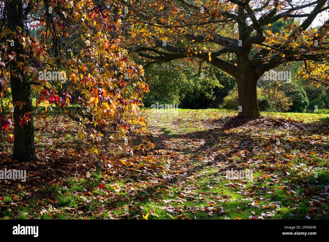 Colori autunnali in Sussex Garden Foto Stock