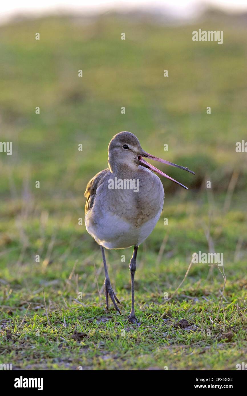 godwit dalla coda nera (Limosa limosa) adulto, piumaggio invernale, migrazione e chiamata, Inghilterra, Gran Bretagna Foto Stock