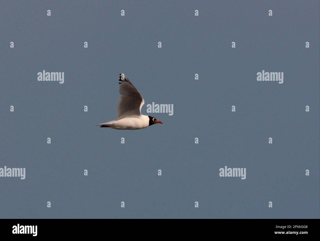 Gabbiano relitto (Larus relictus), gabbiano di Loennberg, gabbiani di Loennberg, gabbiani a testa nera, gabbiani di Loennberg, Gobi Swwa Foto Stock