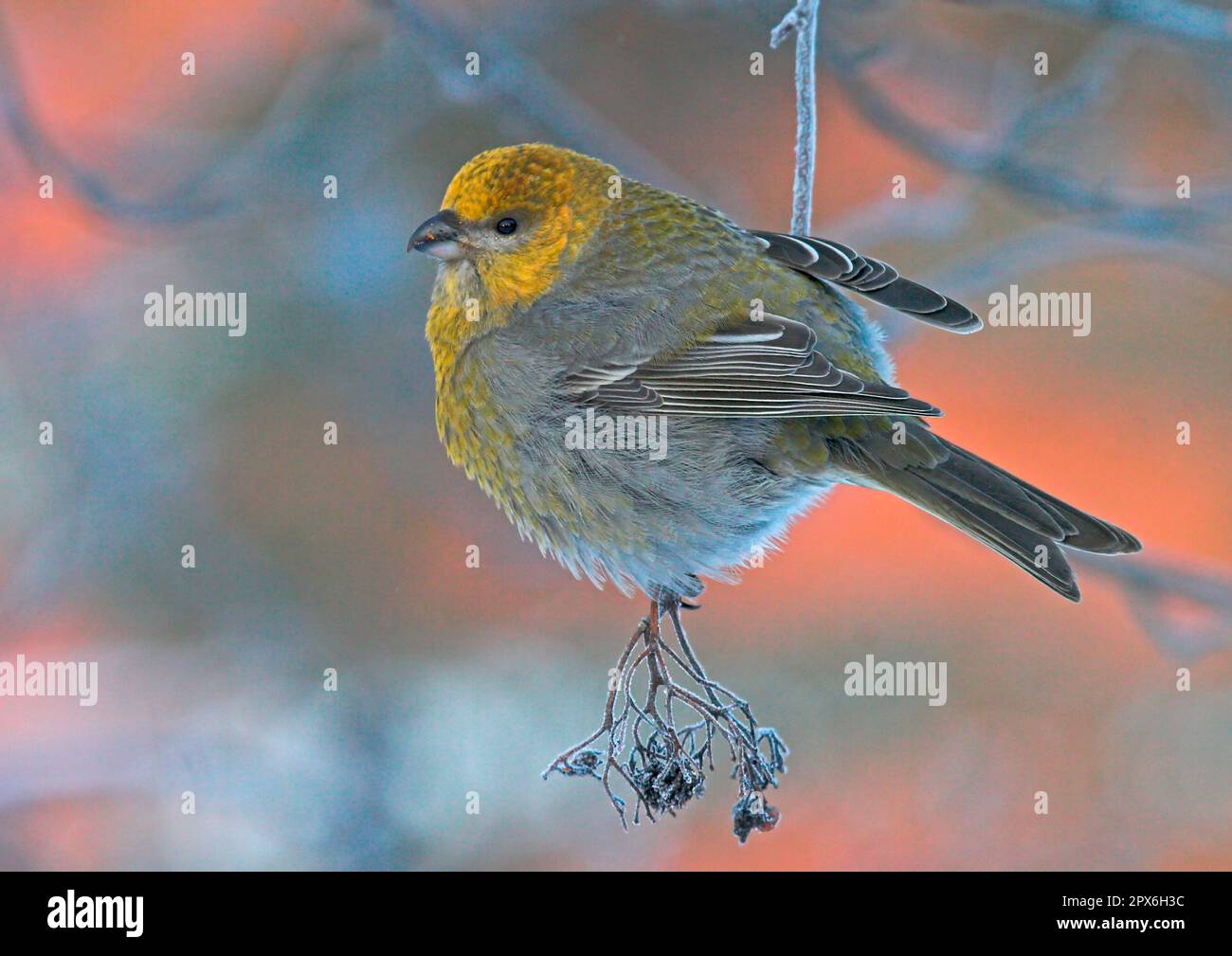 Pino grossbeak (Pinicola enucleator), femmina adulta, che mangia bacche europee di rowan (Sorbus aucuparia), Inari, Finlandia Foto Stock