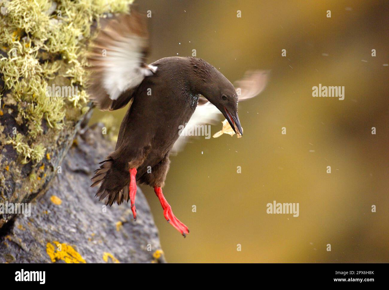 Black Guillemot (Cepphus grylle) Adulti, in volo, saltando fuori dalla roccia con pesci in becco, Isole Shetland, Scozia, Regno Unito Foto Stock