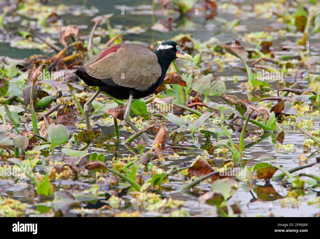 Jacana con alette di bronzo (Metopidius indicus), jacana indù, animali, uccelli, jacana con alette di bronzo adulto, In piedi sulla vegetazione galleggiante, Koshi Tappu Foto Stock