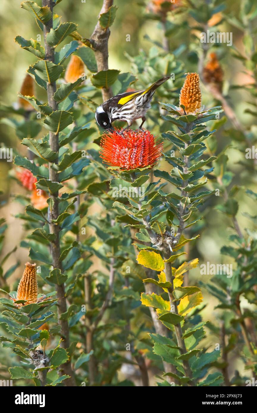 New Holland Honeyater (Phylodonyris novaehollandiae) adulto, nutrimento su Scarlet Banksia, Mt. Barker, Australia Occidentale Foto Stock