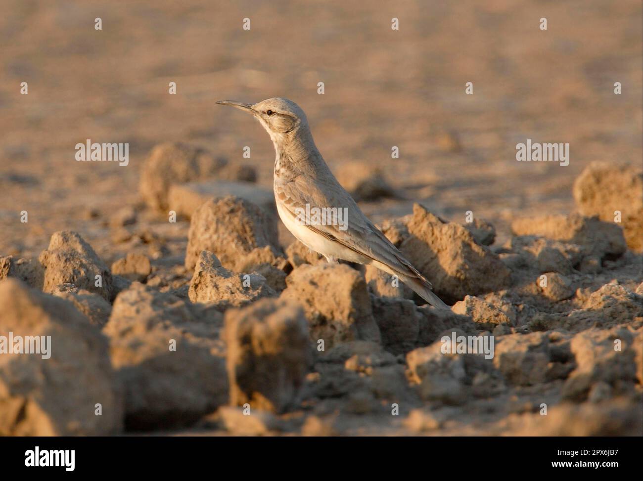 Hoopoe Lark (Alaemon Alaudipes) adulto, in piedi su terreno rotto, piccolo Rann di Kachchh, Gujarat, India Foto Stock