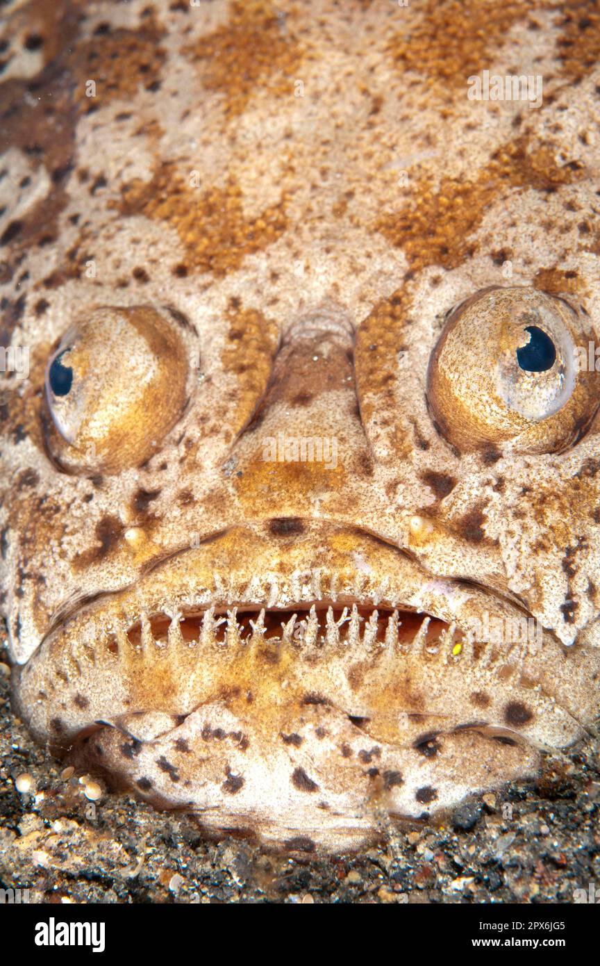 Stargazer marmorizzato, stargazer marmorizzato, altri animali, pesci, simili a pesce persico, Animali, marmorizzati Stargazer (Uranoscopus bicinctus) adulti, primo piano della testa Foto Stock