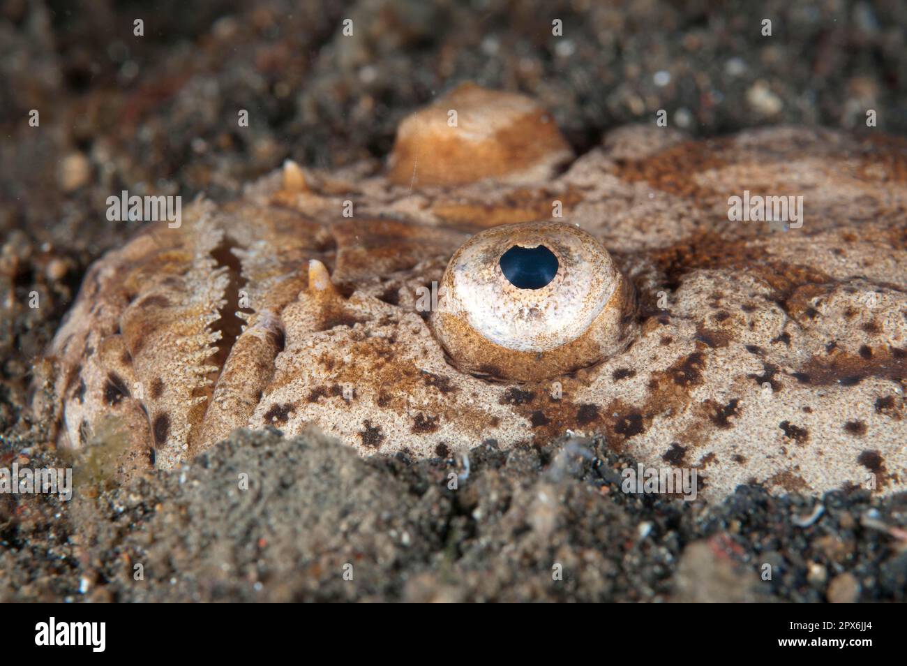 Stargazer marmorizzato, stargazer marmorizzato, altri animali, pesci, simili a pesce persico, Animali, marmorizzati Stargazer (Uranoscopus bicinctus) adulti, primo piano della testa Foto Stock