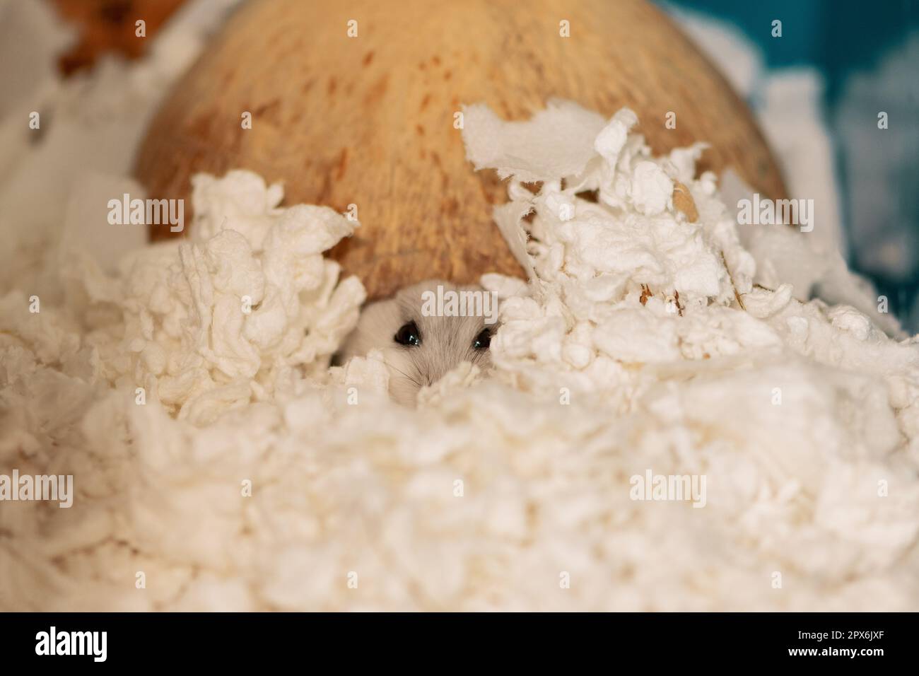 Criceto divertente sbirciare fuori dalla casa di cocco. Criceto occhi nel foro Foto Stock