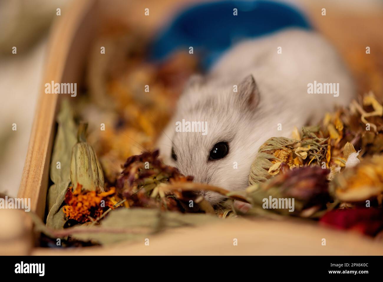 Criceto tra i fiori secchi sul tetto della casa Foto Stock