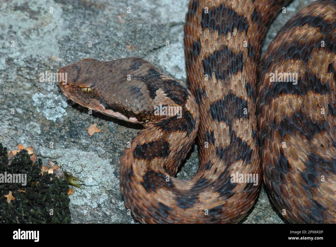 Alpine ASP Viper Foto Stock