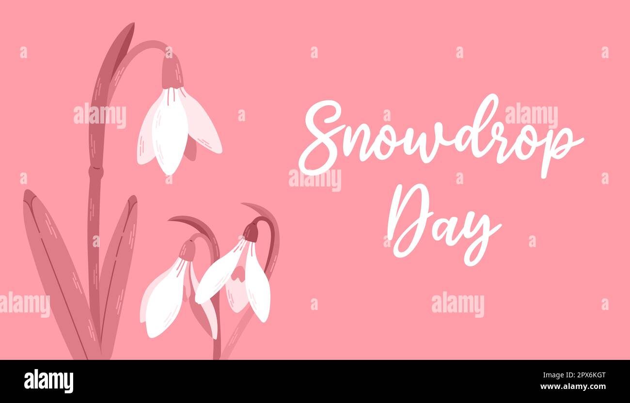 Fiori gocce di neve bianca con foglie. La primavera sta arrivando. Snowdrop giorno. Illustrazione vettoriale isolata su sfondo rosa Illustrazione Vettoriale