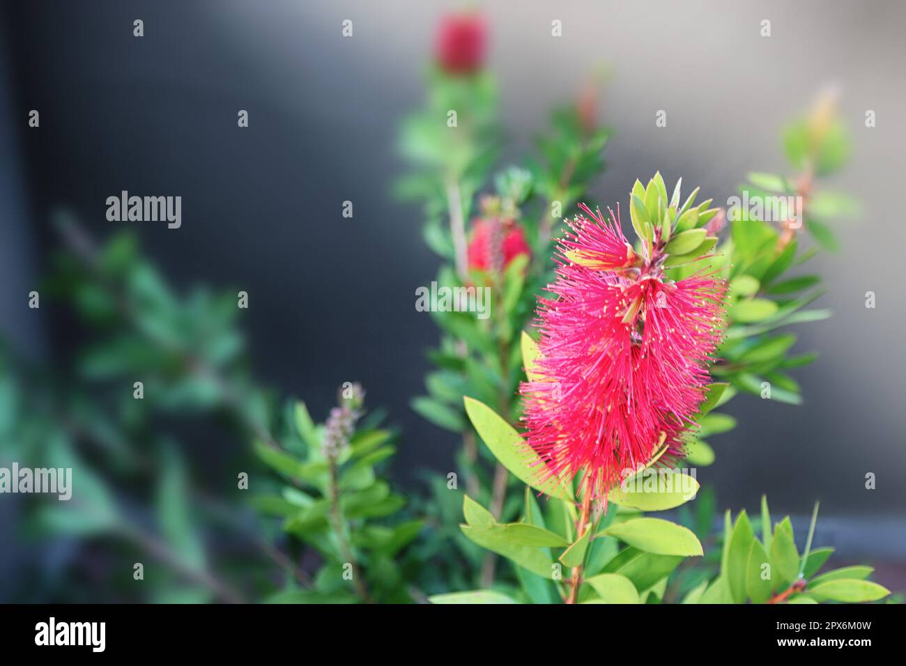 Callistemon vivinalis Hot Pink fiore, Bottlewush Hot Pink Foto Stock