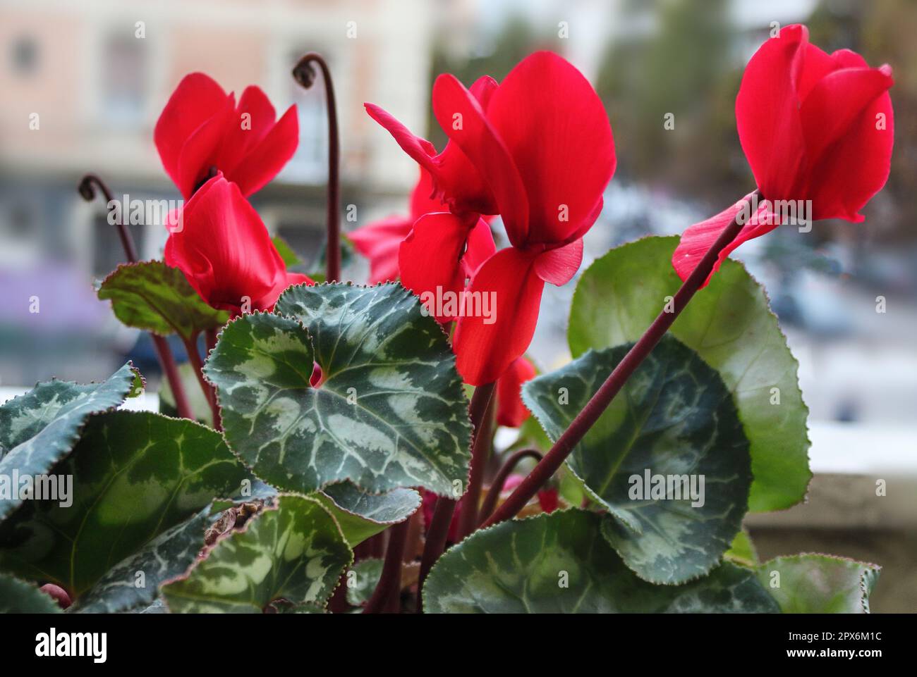 Ciclamino una pianta piccola e compatta a vaso fiorito Foto Stock