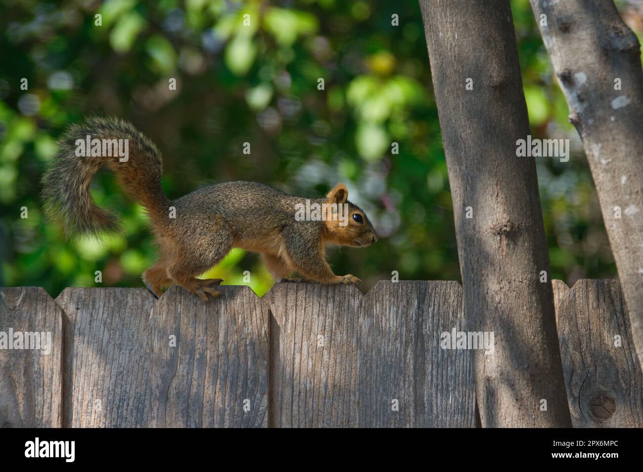 Scoiattolo a piedi sulla Fence Foto Stock