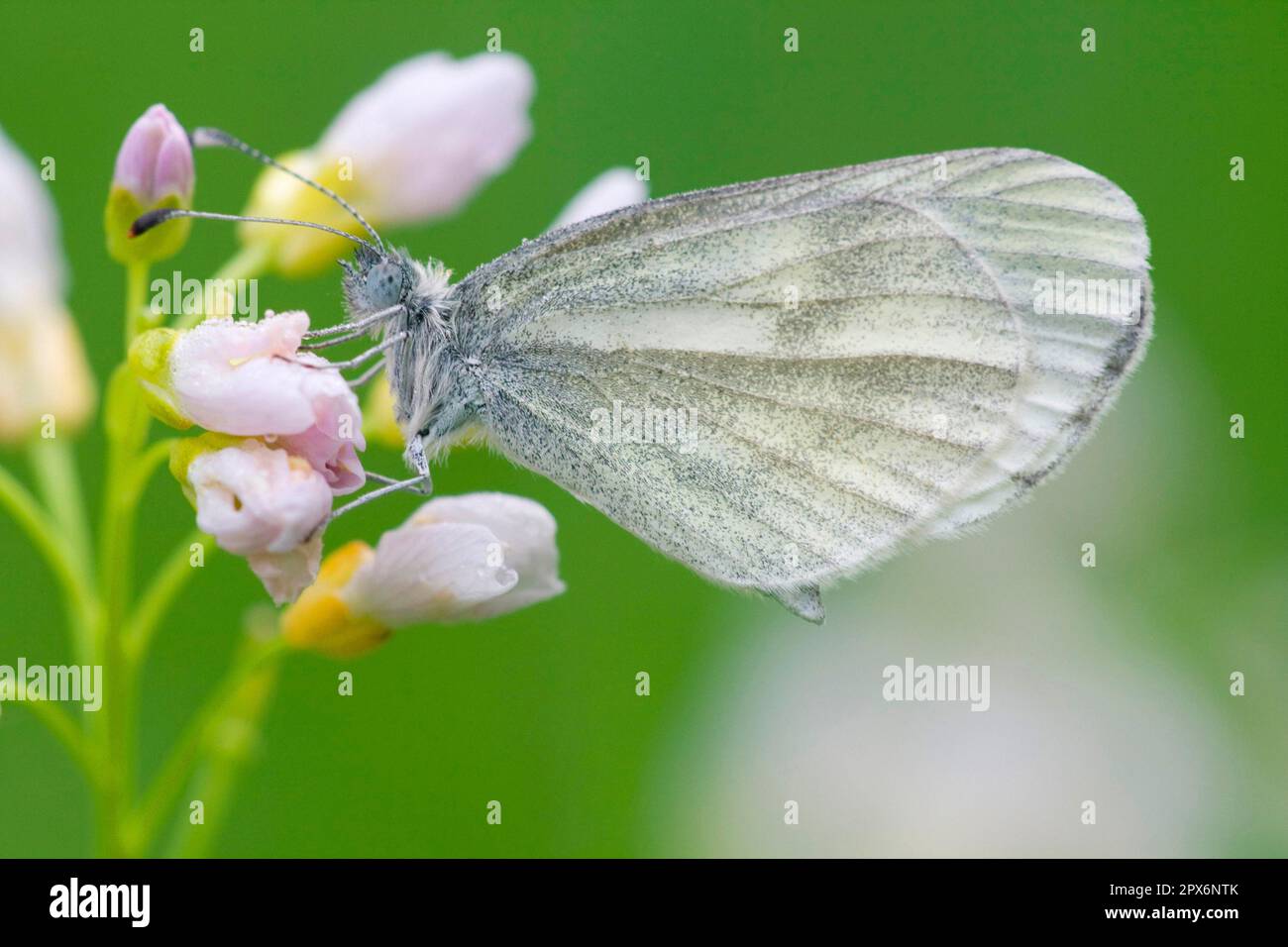 Farfalla bianca con macchie di inchiostro Foto Stock