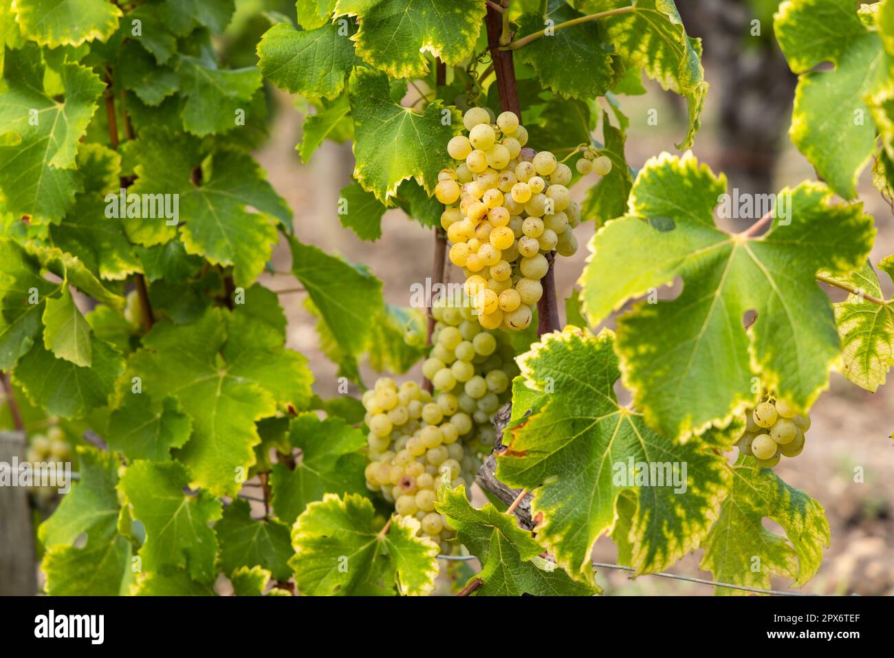 Uve tipiche con botrytis cinerea per vini dolci, Sauternes, Bordeaux, Aquitania, Francia Foto Stock