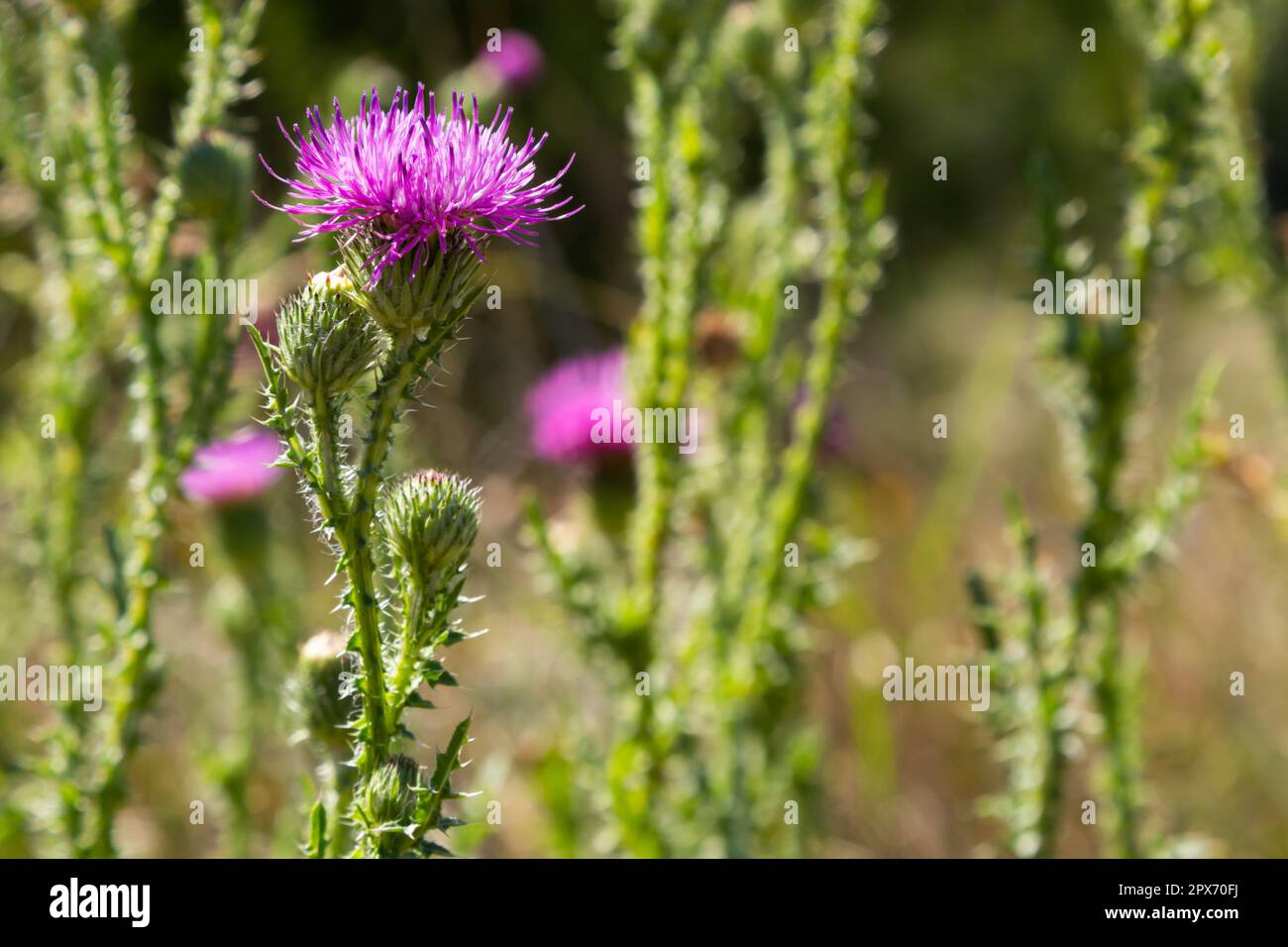 Beato cardo di latte fiori in campo, primo piano. Silybum marianum rimedio erboristico, Saint Mary's Thistle, Marian Scotch Thistle, Mary Thistle, Cardus mar Foto Stock