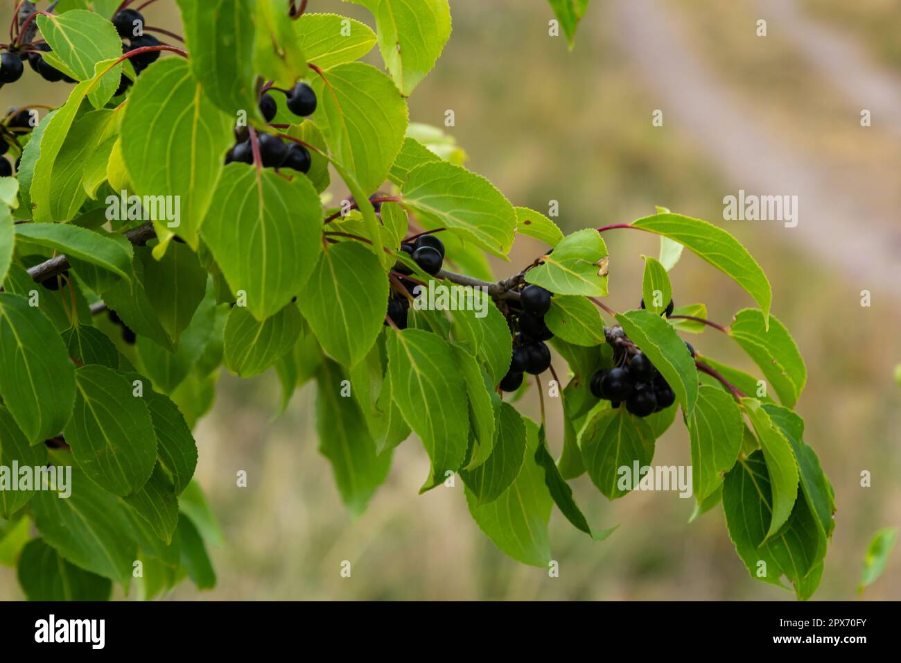 Ramo del comune arboreto Rhamnus catartica albero in autunno. Bella vista luminosa di bacche nere e foglie verdi primo piano. Foto Stock