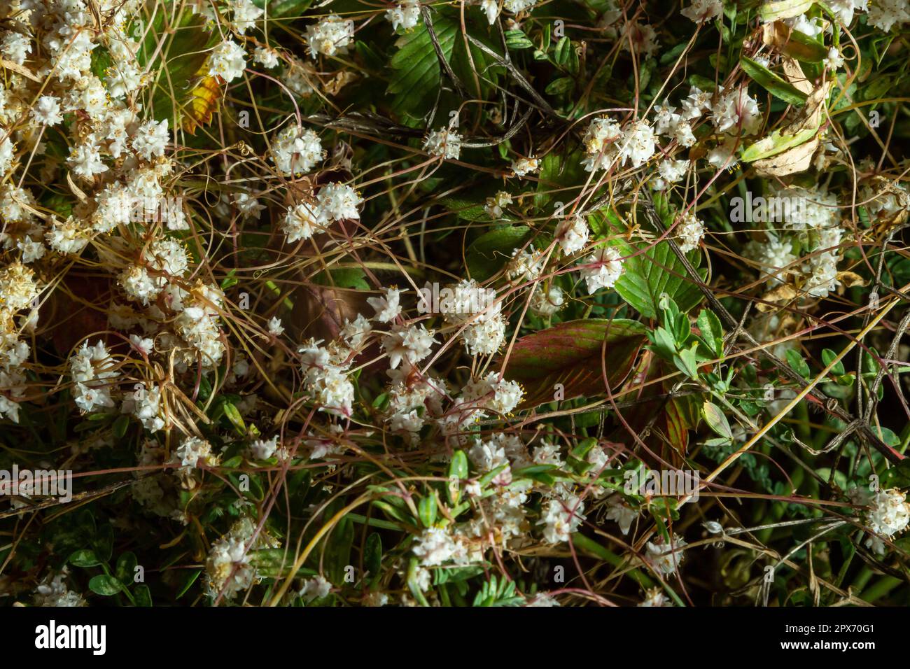 Flora di Gran Canaria - fili-come gli steli aggrovigliati di Cuscuta approssimata aka dodder parassita pianta macro naturale sfondo floreale. Foto Stock