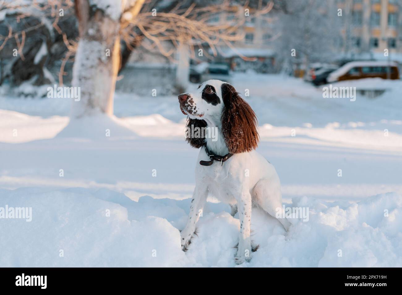 Cane felice seduto sulla nevicata e guardando via Foto Stock