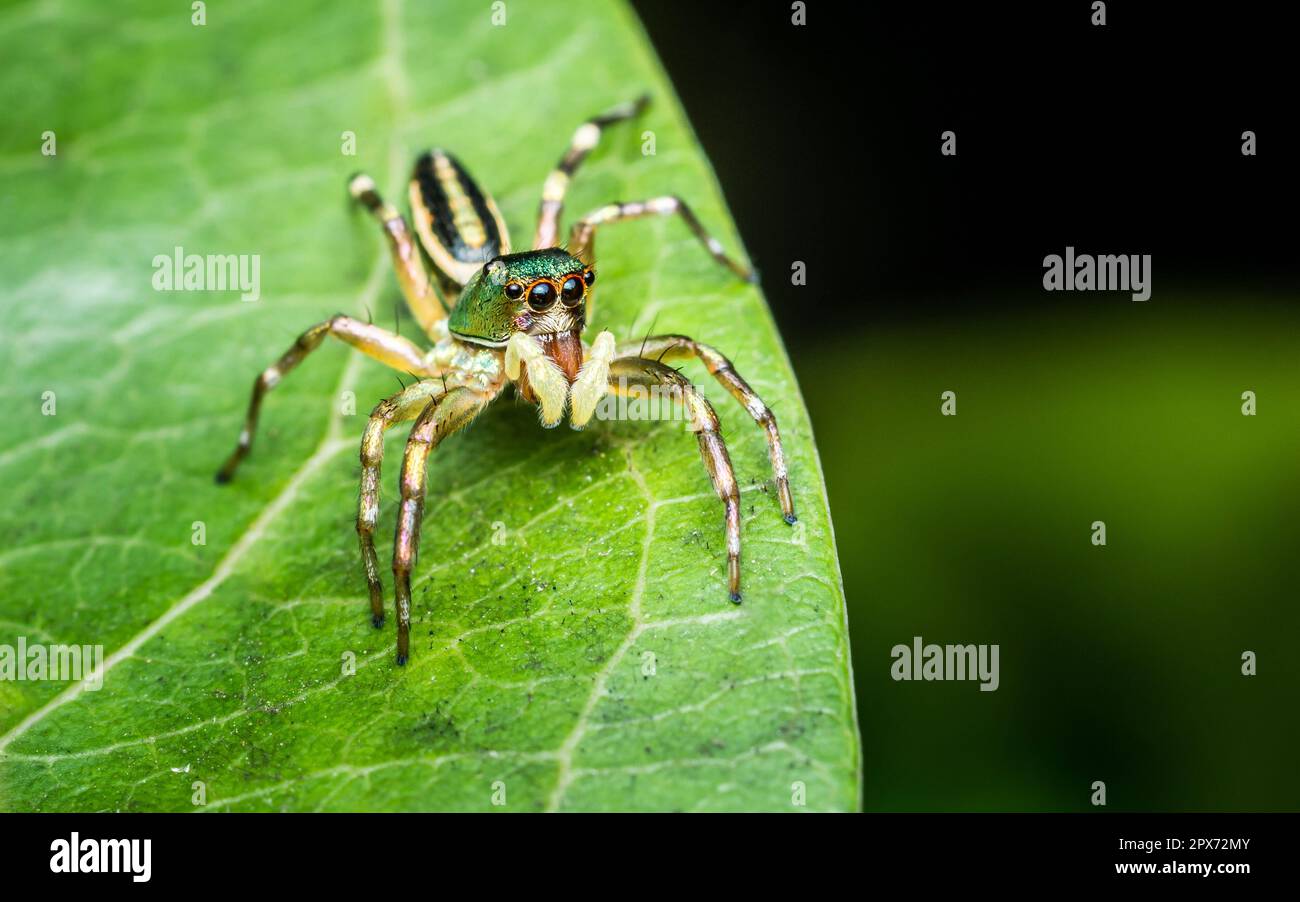 Primo piano un po' di Jumping Spider su una foglia verde, colorato ragno di salto. Foto Stock