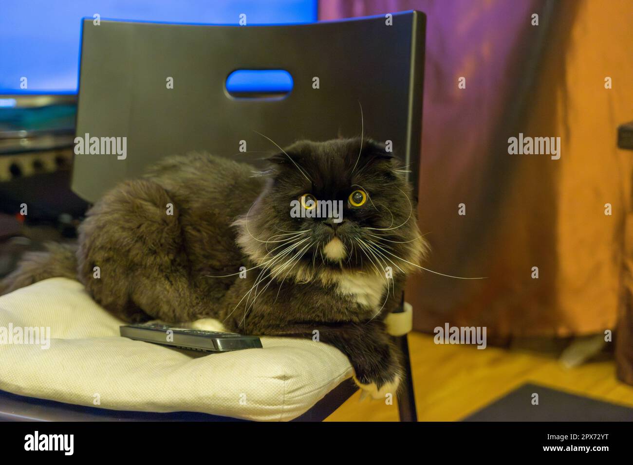 Grumpy gatto bianco e nero seduto su una sedia Foto Stock