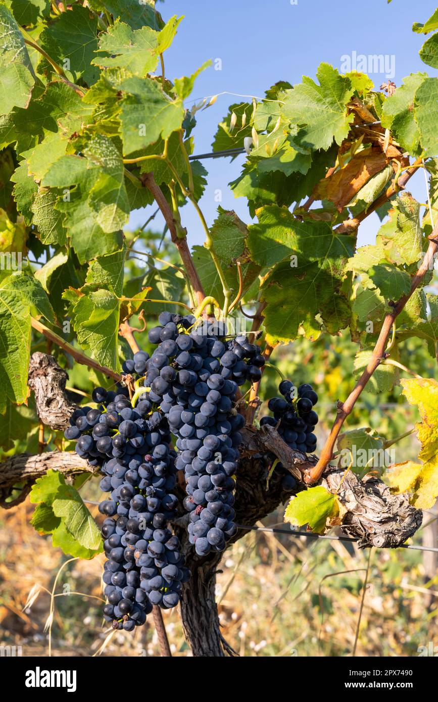 Vigneto tipico con uve blu vicino Chateauneuf-du-Pape, Cotes du Rhone, Francia Foto Stock