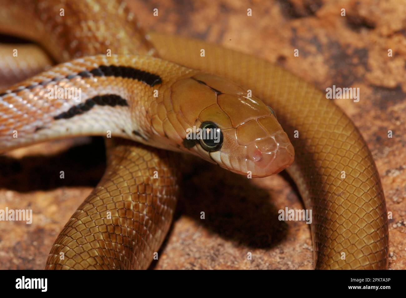 Serpente indiano gioiellato Foto Stock
