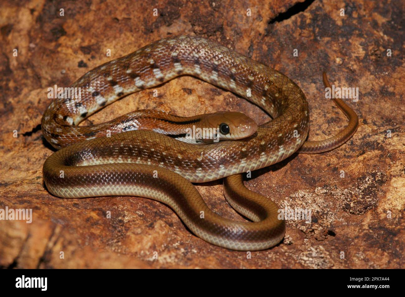 Serpente indiano gioiellato Foto Stock