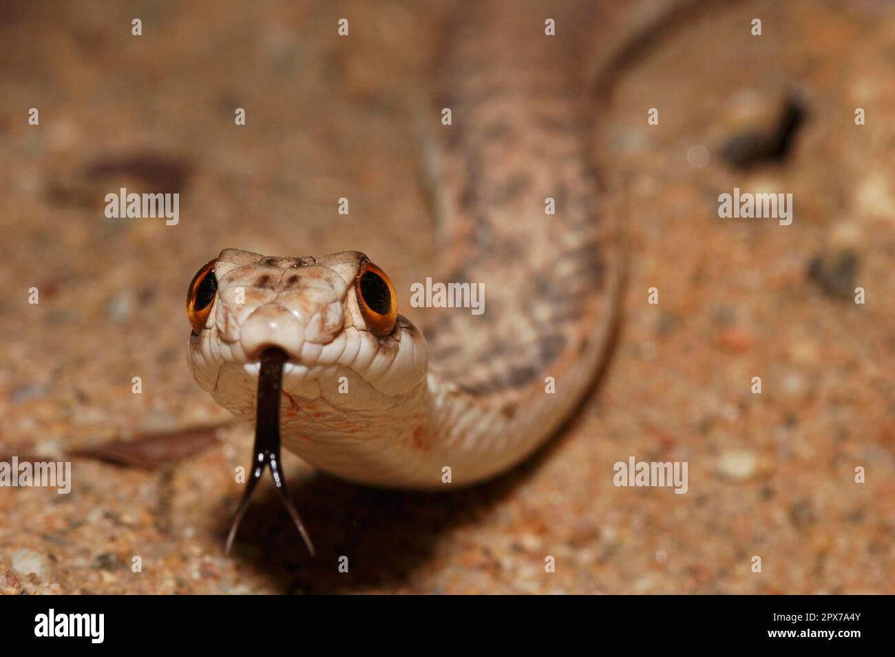 Nord Africa Montpellier Snake Foto Stock