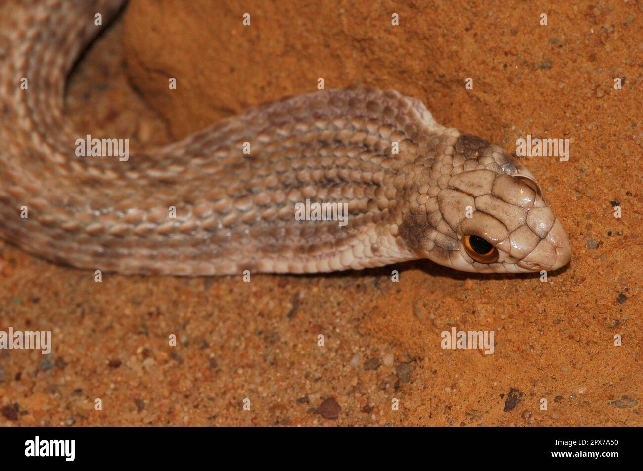 Nord Africa Montpellier Snake Foto Stock