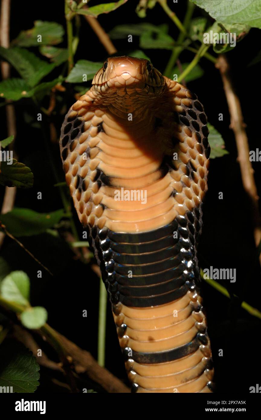 Cobra di foresta Foto Stock