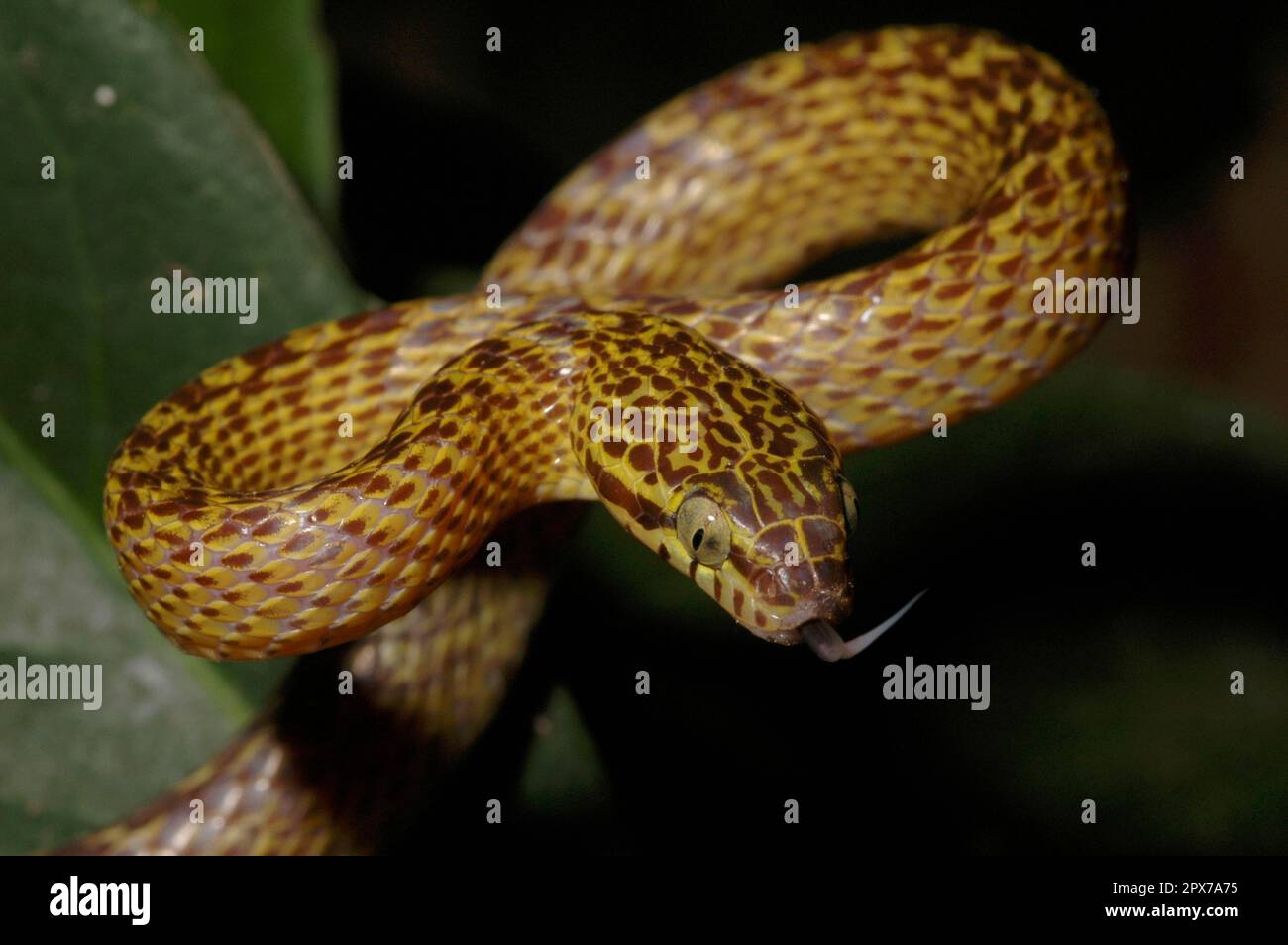 Serpente dell'albero a fasce Foto Stock