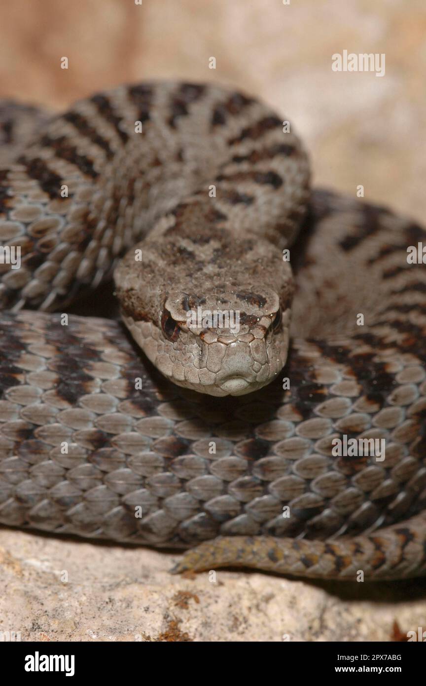 Vipera iberica Foto Stock