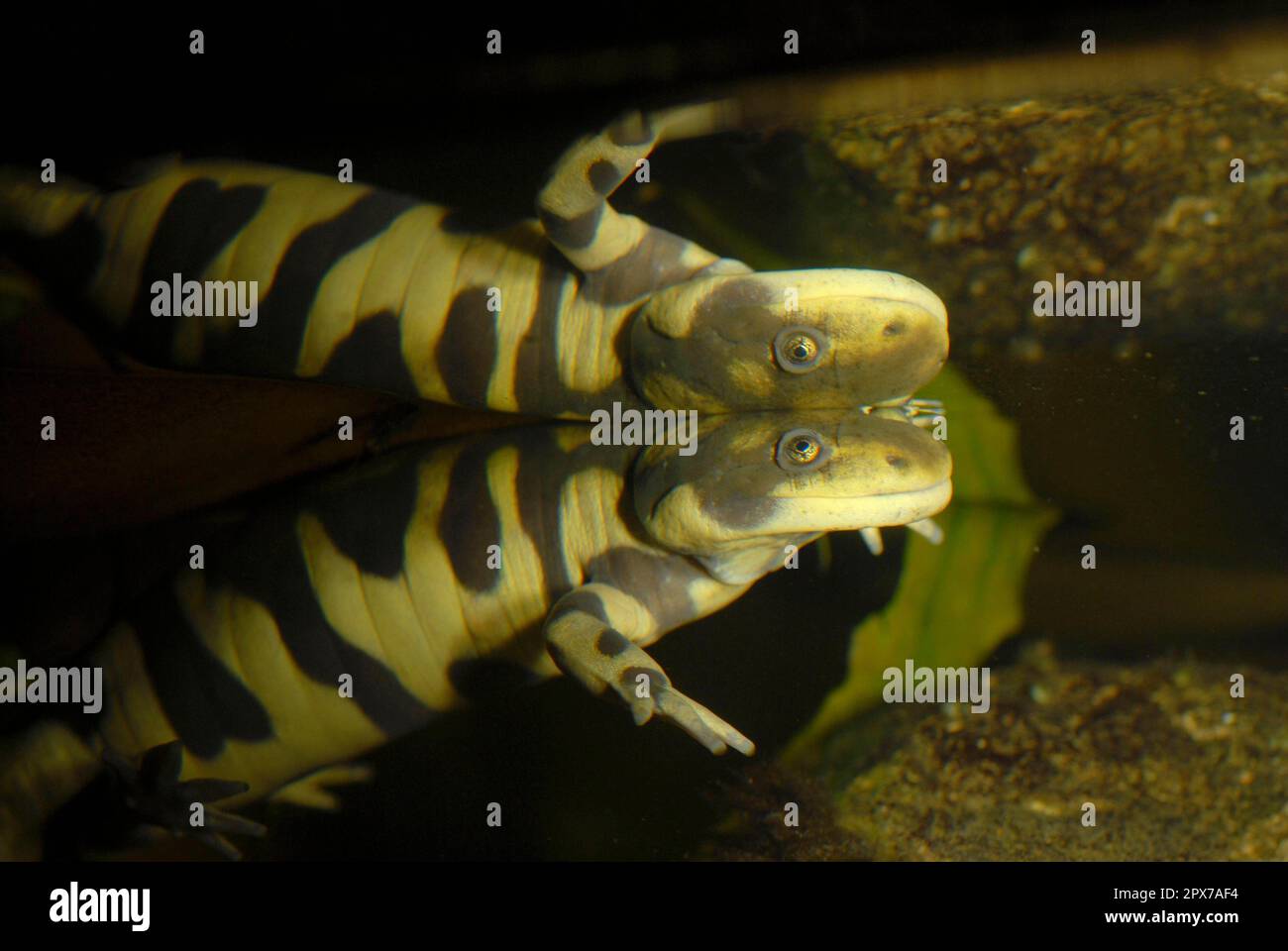 Salamandra tigre Foto Stock