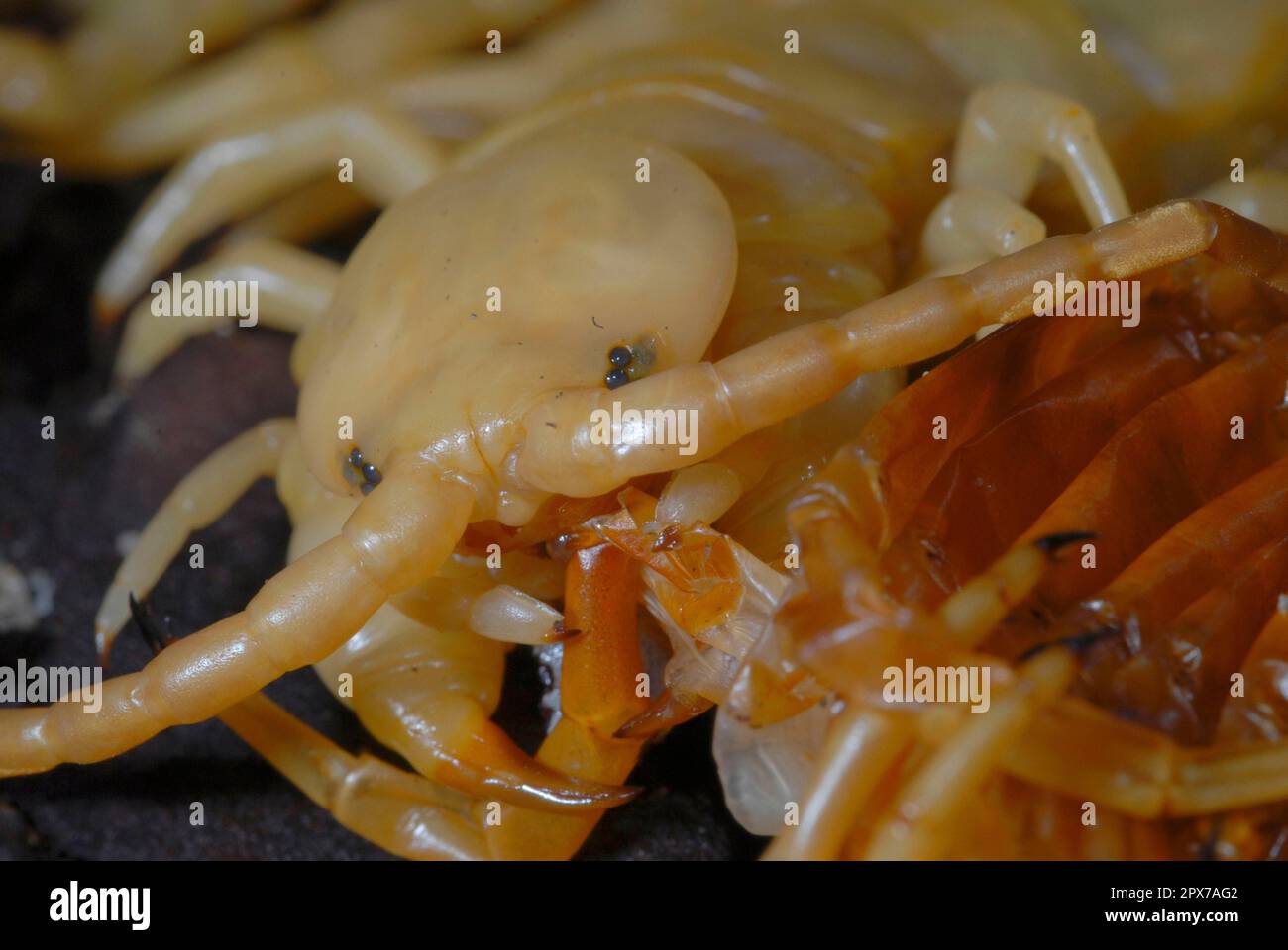 Centipede mangiare il suo exhuviaSkolopender mangia exoscheletro dopo la muffa Foto Stock