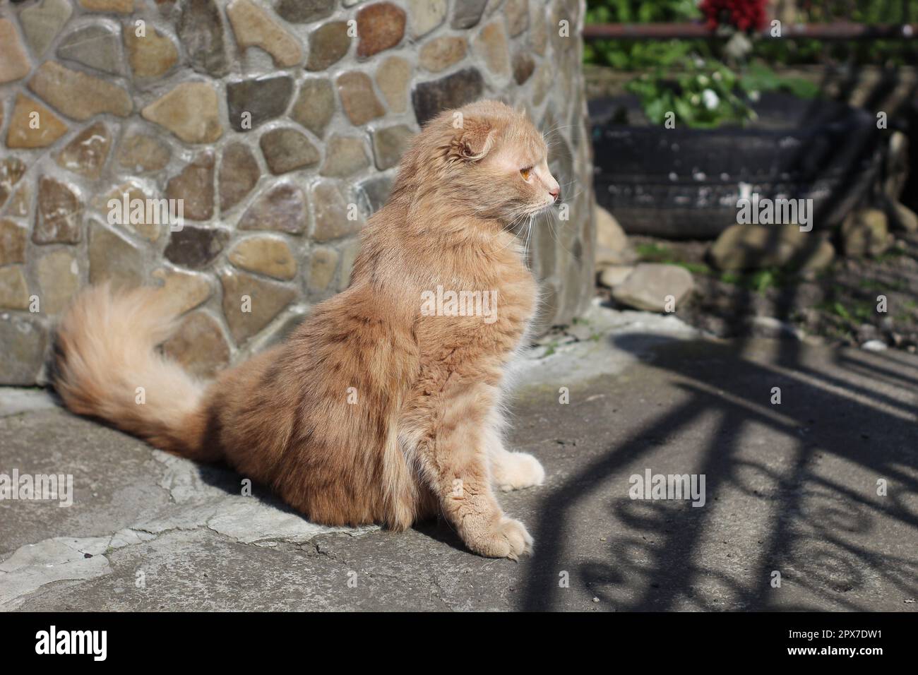 Gatto rosso con orecchie corte Foto Stock
