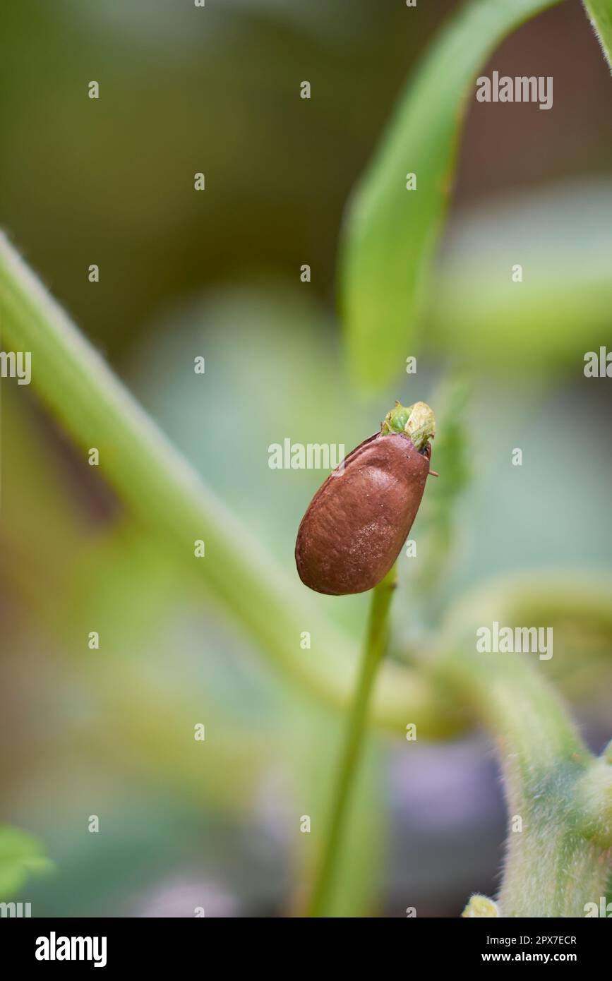 primo piano macro vista di piantine, piante crescono da semi in giardino naturale con fuoco selettivo e copia spazio, natura e crescita Foto Stock