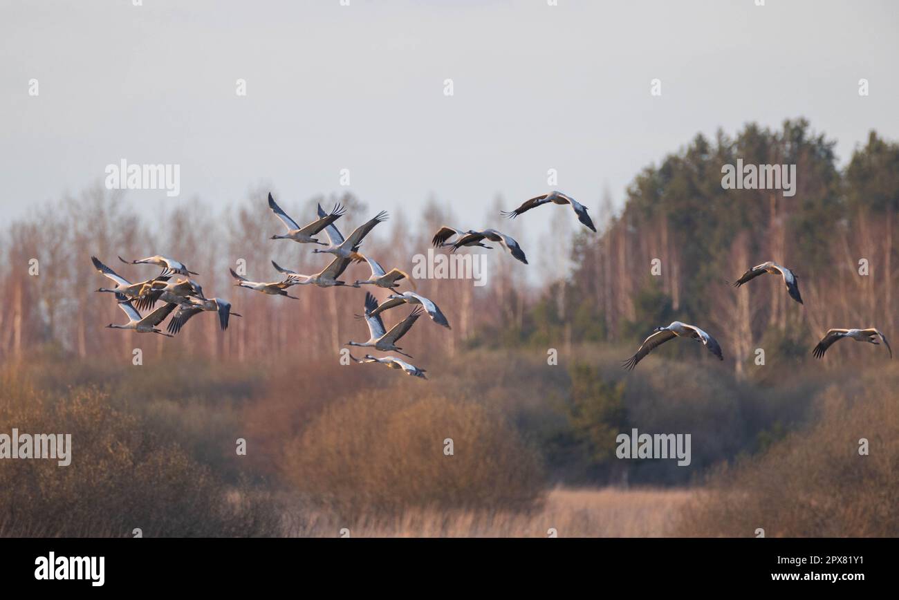 Gruppo di gru (Grus grus) in volo contro la foresta fuzzy, Voivodato Podlaskie. Polonia, Europa Foto Stock