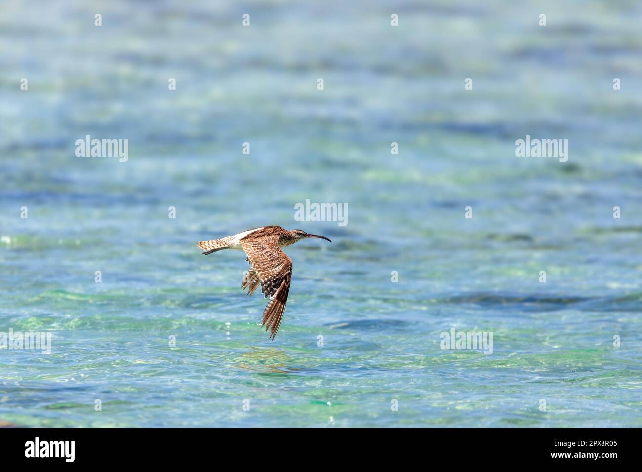 Il whimbrel eurasiatico (Numenius phaeopus) è un batterista della grande famiglia Scolopacidae. Uccelli che volano abowe oceano indiano. , Nosy Ve, Madag Foto Stock