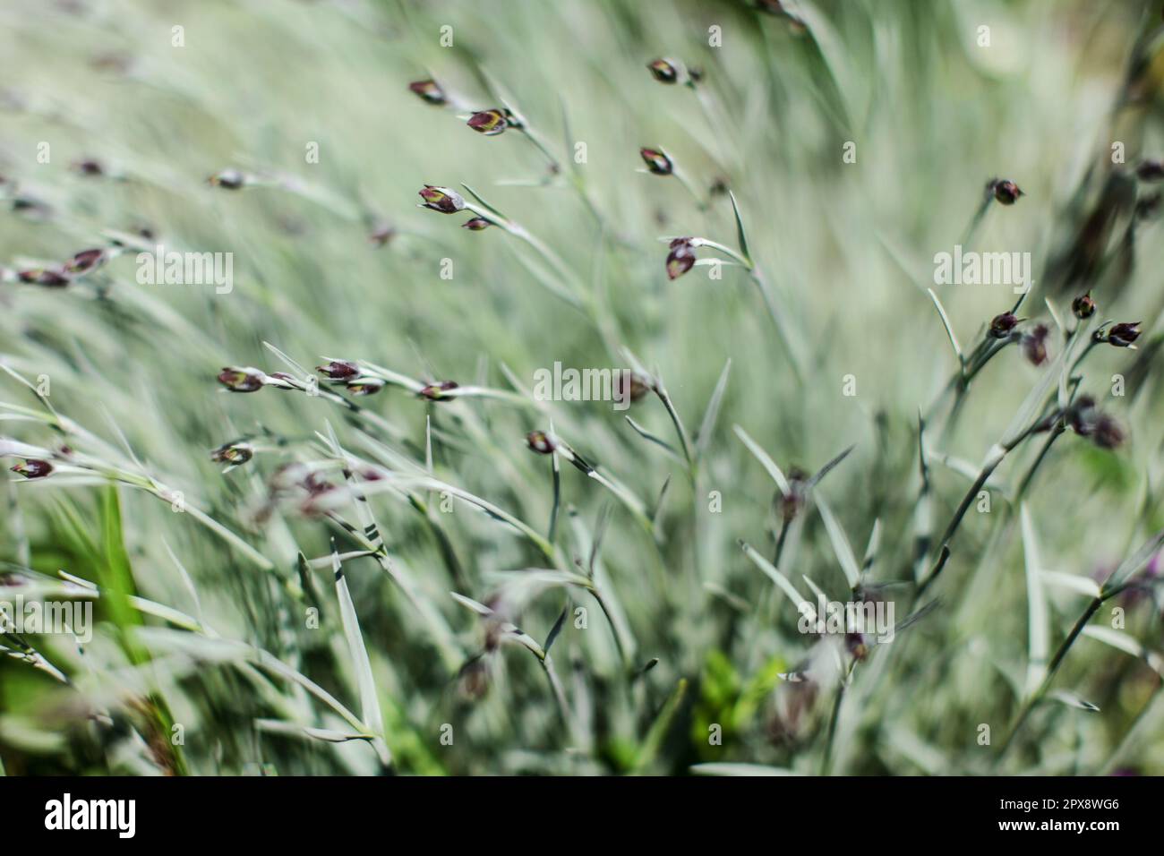 La profondità di campo di una foto, solo poche parti delle piante nel fuoco, rosa spicchio germoglio di fiore in soft shade. Abstract sfondo naturale. Foto Stock