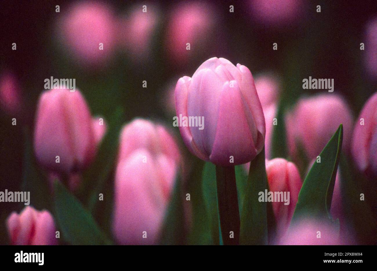 Vetrino a colori scansionato di fiori di tulipano rosa in semi-oscurità con forte grana della pellicola, nitidezza selettiva ed effetto di messa a fuoco morbida Foto Stock