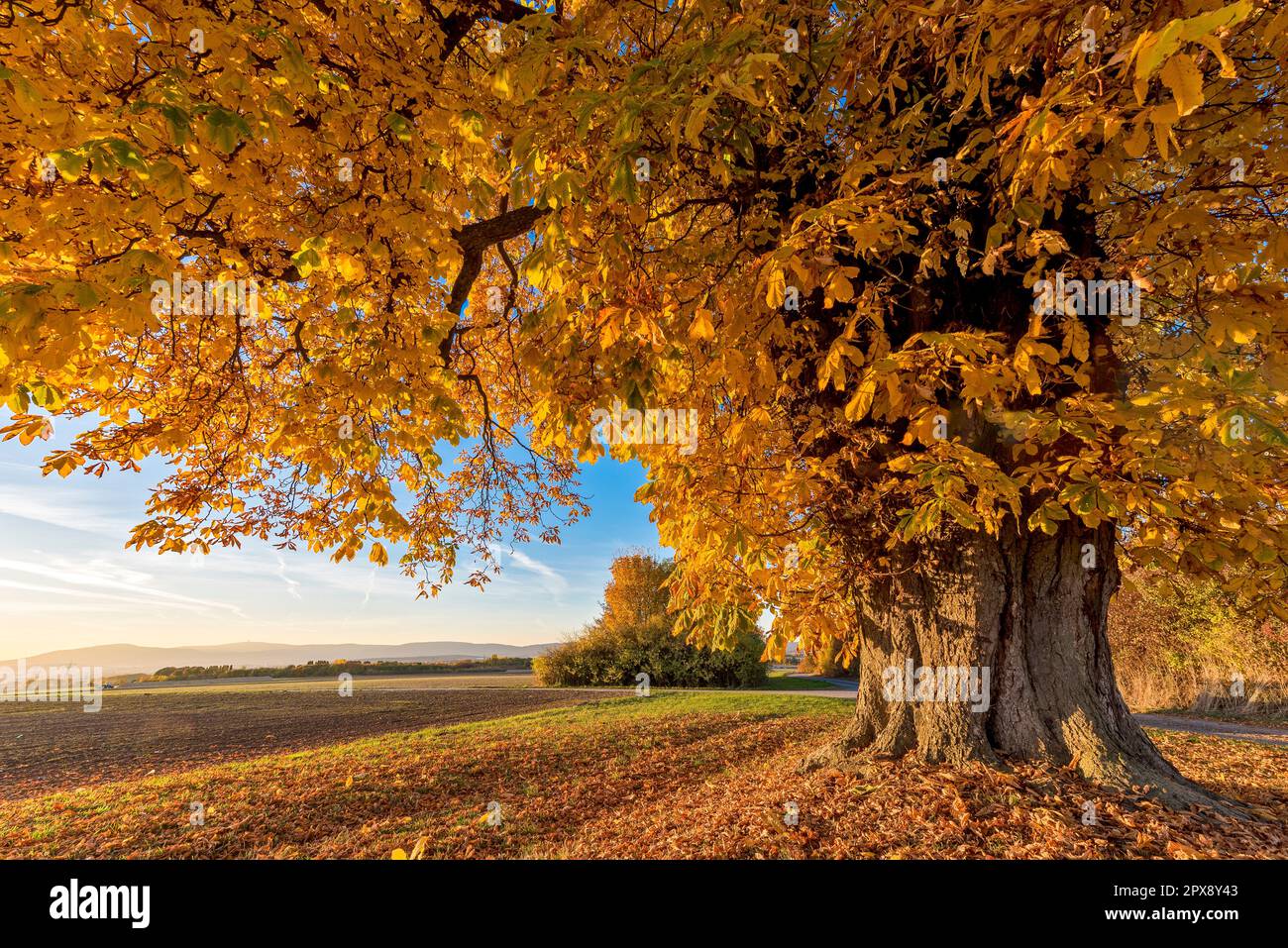 Un castagno con foglie di colore autunnale Foto Stock
