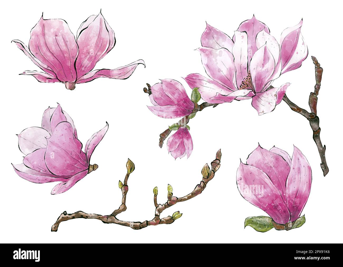 Set ramo acquerello di Magnolia fiori sfondo bianco. Disegno a mano illustrazioni botaniche, isolato. Foto Stock