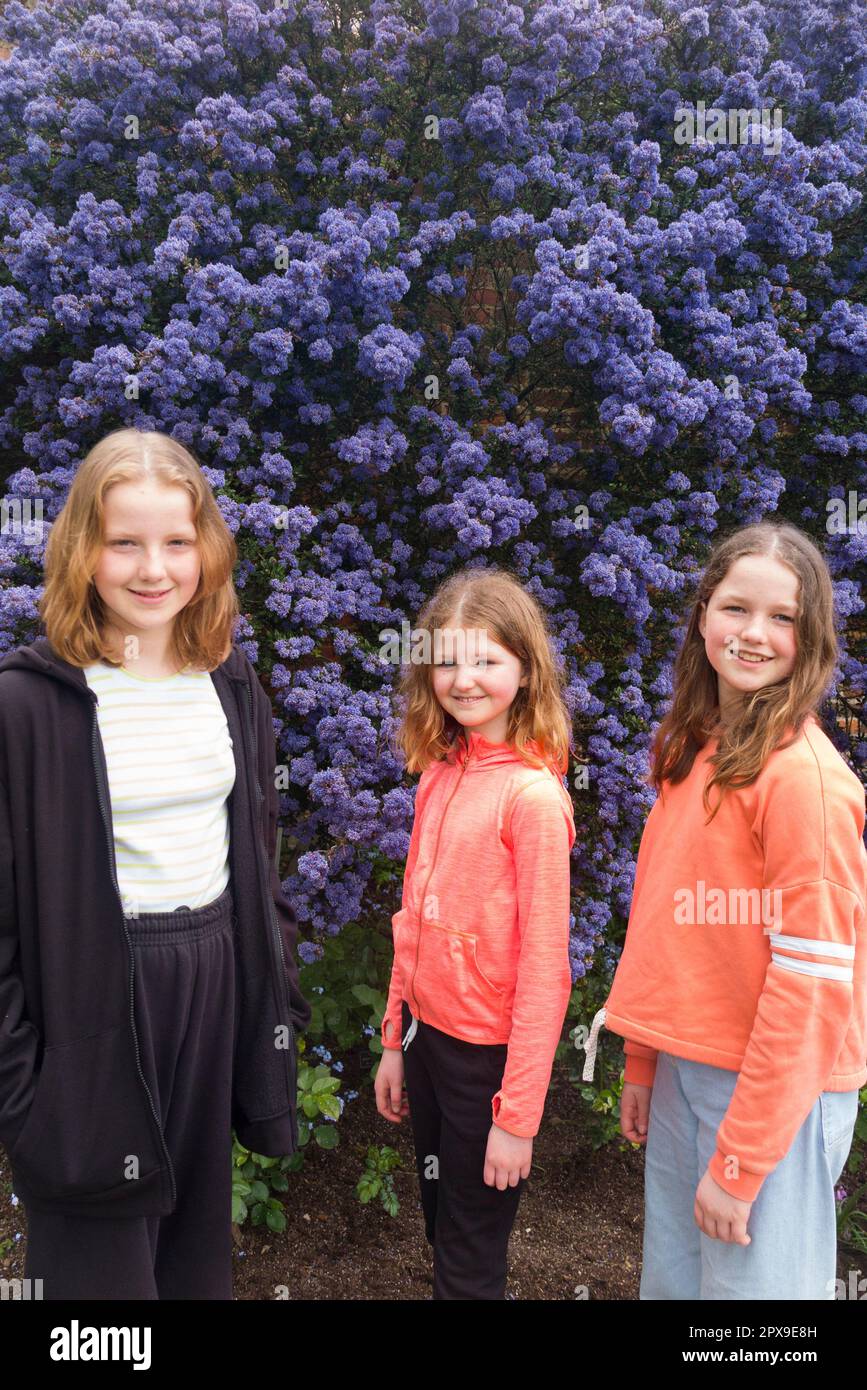 Tre sorelle di 13, 8, & 11 anni, con un interesse per il giardino e il giardinaggio di fronte ad un albero di cespuglio di ceanothus blu fiorito nel mese di maggio / primavera. (134) Foto Stock